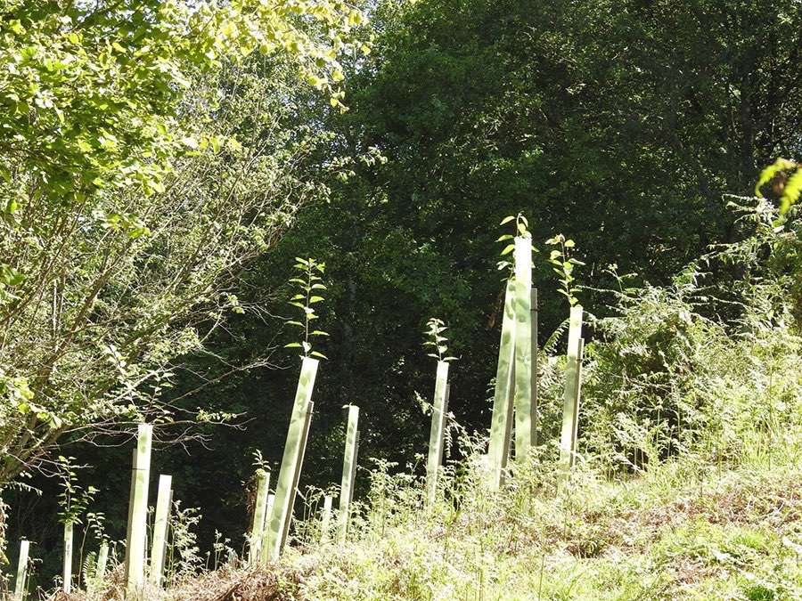 Nuestro bosque en Valdeloyés, Santo Adriano, en 2018